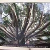 ck-img_4256