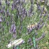 ck-img_4427