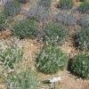 ck-img_4428