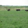 ck-img_4546