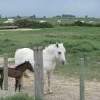 ck-img_4561
