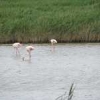 ck-img_4591