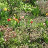 Garten Frühling 2010