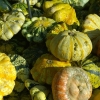 800px_WP_20141026_kuerbis (7)